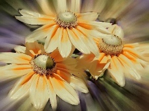 yellow, cream, gerberas