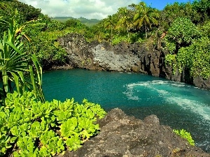 creek, jungle