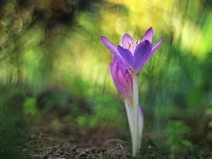 Autumn, crocus, colchicum