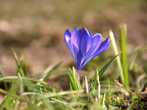 crocus, blue