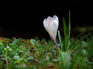 crocus, Colourfull Flowers, White