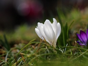 crocus, Colourfull Flowers, White