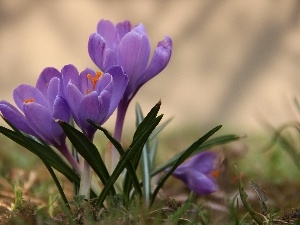 crocus, Violet