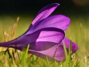 crocus, Violet