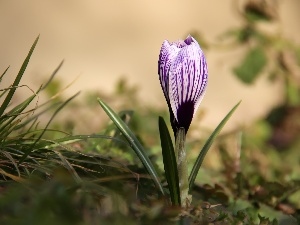 crocus, Spring, white Lilac