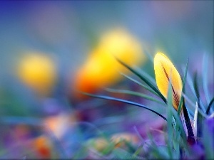 crocus, Yellow