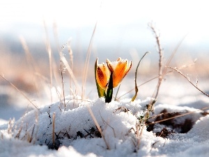 Yellow, crocus, snow