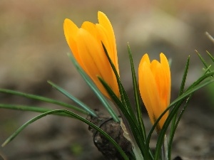 crocus, Yellow