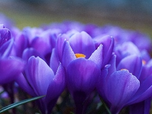 crocuses