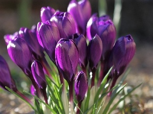 crocuses