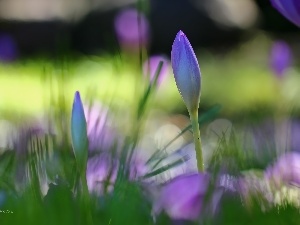 Autumn, crocuses, colchicum