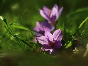 Autumn, crocuses, colchicums