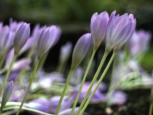 Autumn, crocuses, colchicums