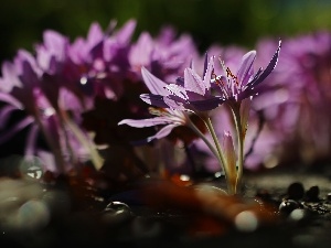 Autumn, crocuses, colchicums