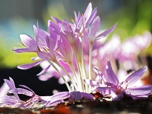 Autumn, crocuses, colchicums