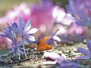 Autumn, crocuses, colchicums