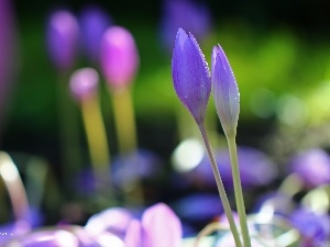 Autumn, crocuses, colchicums