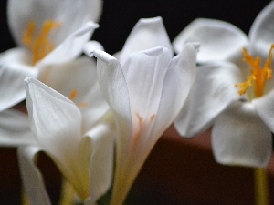 Autumn, crocuses, White