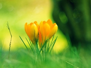 crocuses, flowers, little doggies, Yellow