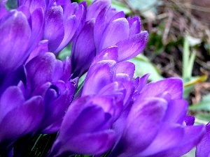 Flowers, crocuses, nature