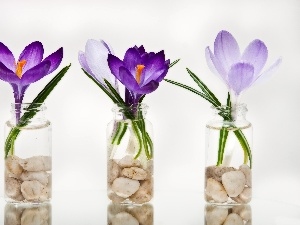 pebbles, crocuses, Bottles