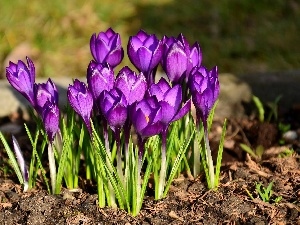 crocuses, purple