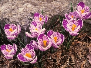 crocuses, purple