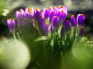 crocuses, purple