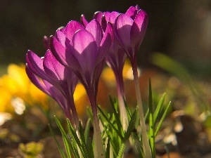 crocuses, purple