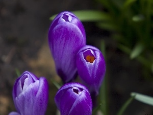 crocuses, purple