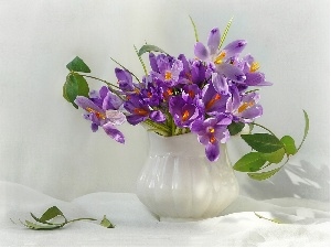 purple, crocuses, jug