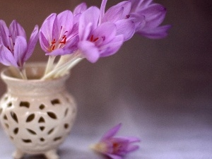 purple, crocuses, vase