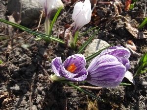 purple, crocuses, white