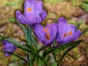 crocuses, purple