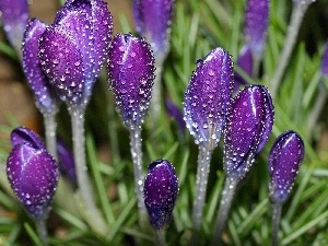 crocuses, wet