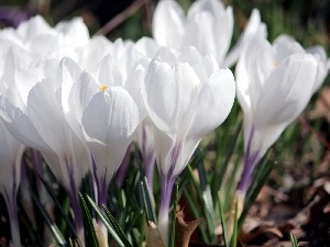 crocuses, White