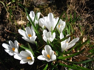 crocuses, White