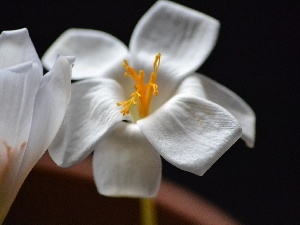 crocuses, White