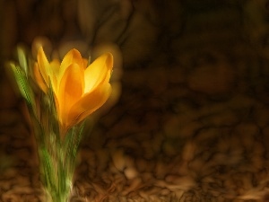 crocuses, Yellow