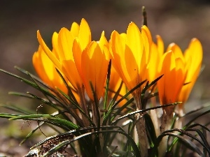 crocuses, Yellow