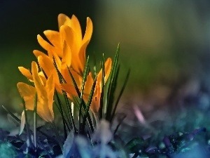 crocuses, Yellow