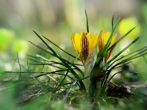 crocuses, Yellow