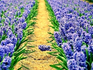 cultivation, Hyacinths