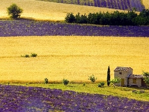 lavender, cultivation, Field