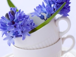 Two, cups, Hyacinths