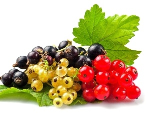 Species, currant, different