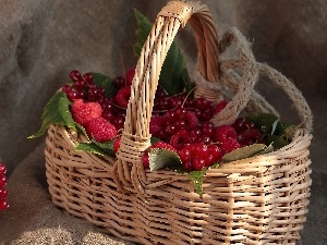 raspberries, currants, basket