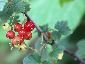 currants, Red
