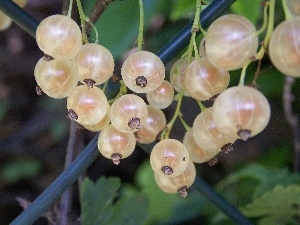 currants, White