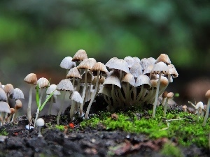 hats, Cuttings, mushroom